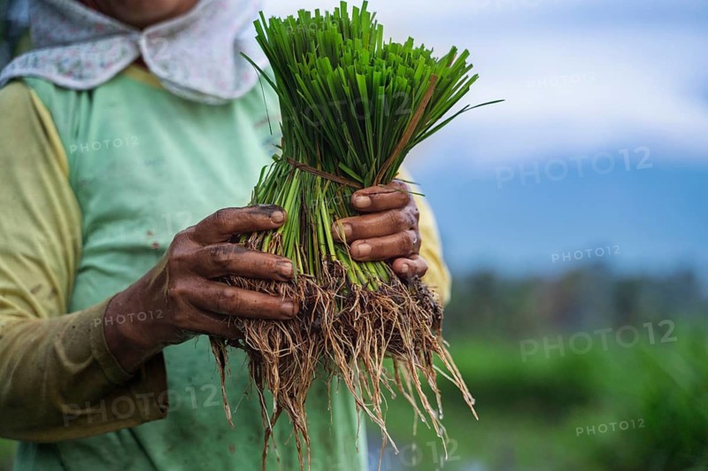 Close-up of a farmer holding fresh rice seedlings, showcasing the vibrant greens and earthy roots, capturing the essence of traditional rice farming in Indonesia