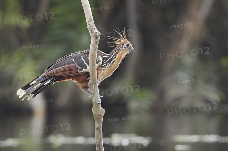 Hoatzin (Opisthocomus hoazin), Ecuador