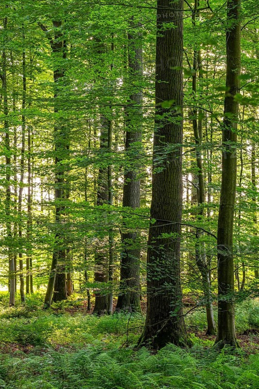 A light spring forest with sunbeams shining through the leaves of the beech trees, North Rhine-Westphalia, Germany