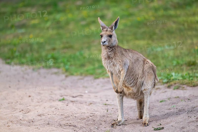 Eastern Gray Kangaroo (Macropus giganteus) standing on a meadow, captive, Germany