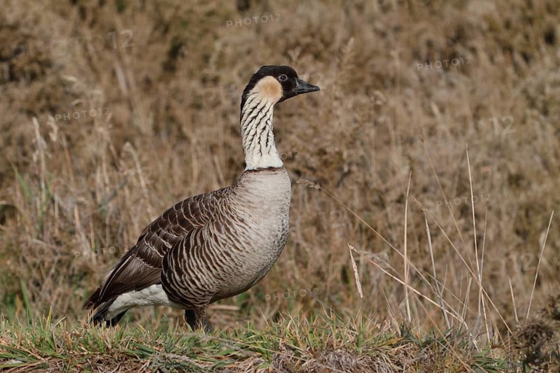 Nene, Hawaiian Goose, Branta sandvicensis, Hawaii endemic, Endangered