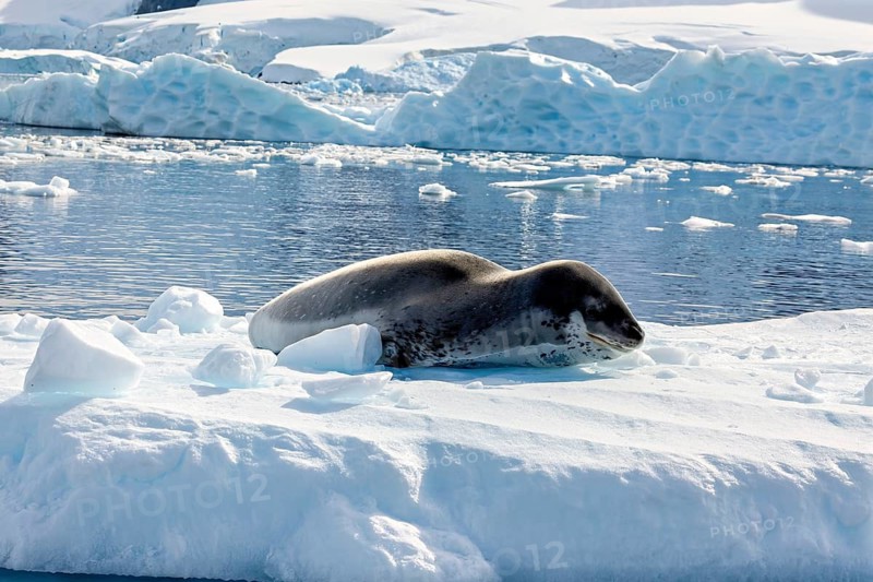 A sea lion rests peacefully on an ice floe in an Antarctic snowscape, leopard seal (Hydrurga leptonyx) on an ice floe in the Antarctic