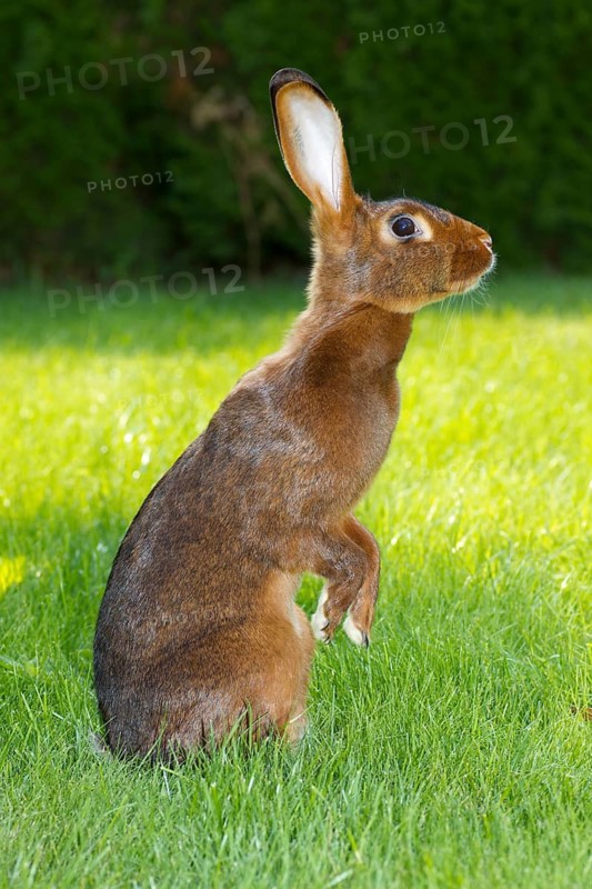 A rabbit rabbit makes male, red-brown, red-brown, animals, rabbit, hare, hares, pet, meadow, portrait, (Oryctolagus cuniculus), Hesse, Federal Republic of Germany