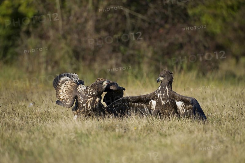 White-tailed Eagle (Haliaeetus albicilla) juvenile, Poland