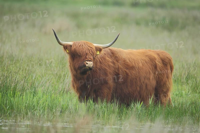 Highland cattle (Bos primigenius), animal husbandry, long shaggy coat, standing water, Nationaal Park Duinen, Texel, North Holland, Netherlands