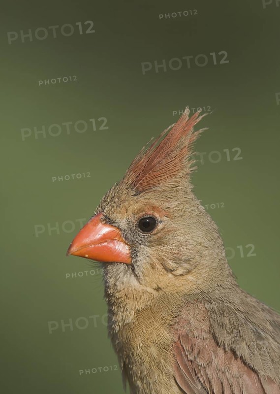 Northern Cardinal (Cardinalis cardinalis) female, Arizona, USA