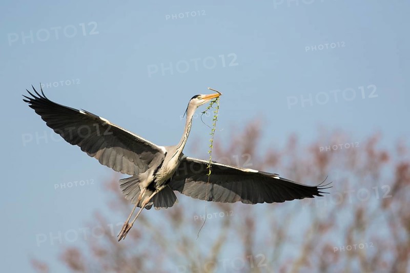 Grey Heron (Ardea cinerea) flying, Baden-Wuerttemberg, Germany
