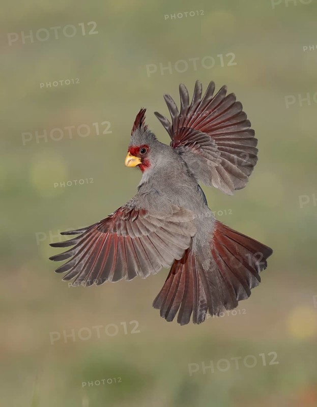 Pyrrhuloxia (Cardinalis sinuatus) male flying, Texas, USA