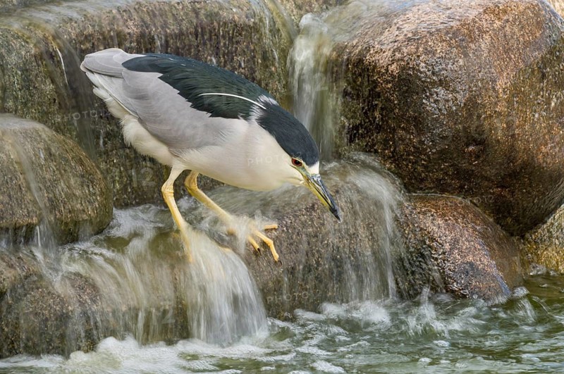 Black-crowned Night Heron (Nycticorax nycticorax), Arizona, USA