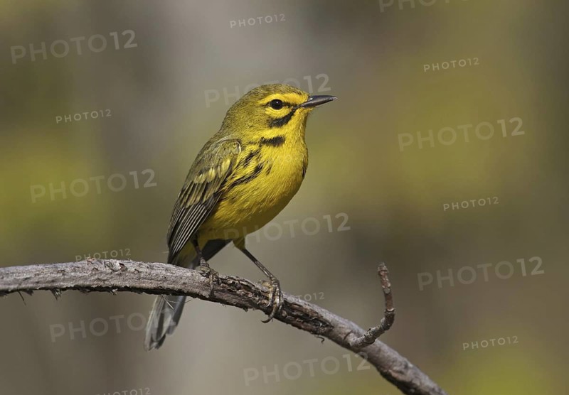 Prairie Warbler (Setophaga discolor) male, Ohio, USA