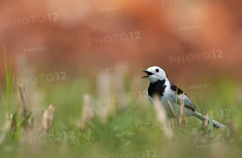 A White Wagtail (Motacilla alba), sreepur, Gazipur, bangladesh