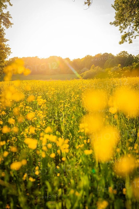 Blooming meadow at sunset with billowing yellow flowers, Gechingen, Black Forest, Germany