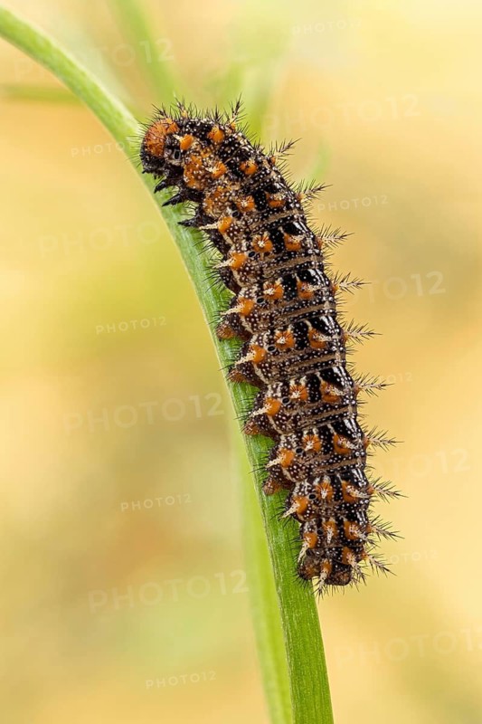 Die erwachsene Raupe des Kleinen Perlmutterfalter (Issoria lathonia)