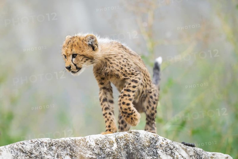 Cheetah (Acinonyx jubatus) youngster walking on a rock, captive, occurrence Africa