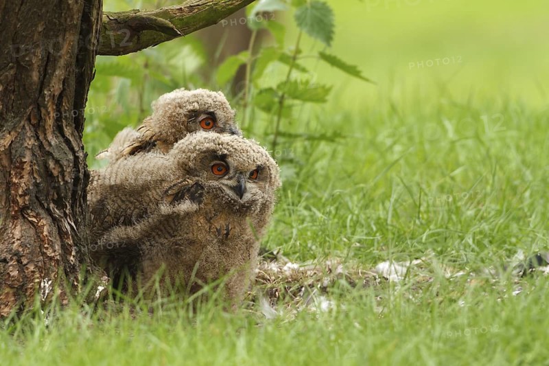 Eurasian Eagle-Owl (Bubo bubo) juvenile, Limburg, Netherlands