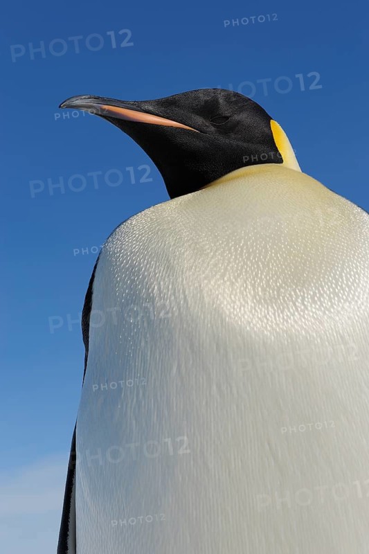 Emperor penguins (Aptenodytes forsteri), Portrait, Snow Hill Island, Antartic Peninsula, Antarctica