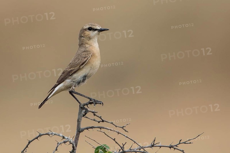 Isabelline Wheatear (Oenanthe isabellina) male perched on a branch, Chachuna, Georgia