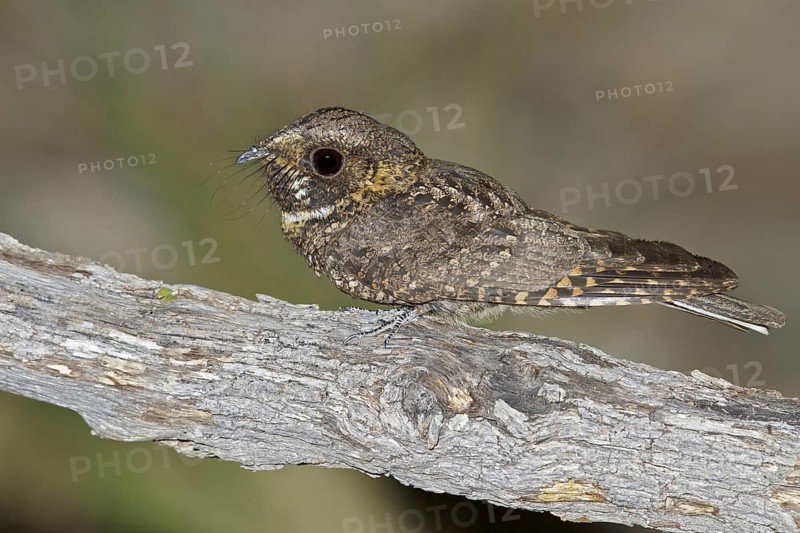 Mexican Whip-Poor-Will (Antrostomus arizonae) perched on a branch in southern Arizona, USA