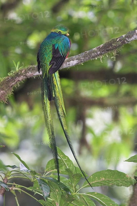 Resplendent Quetzal (Pharomachrus mocinno), Costa Rica