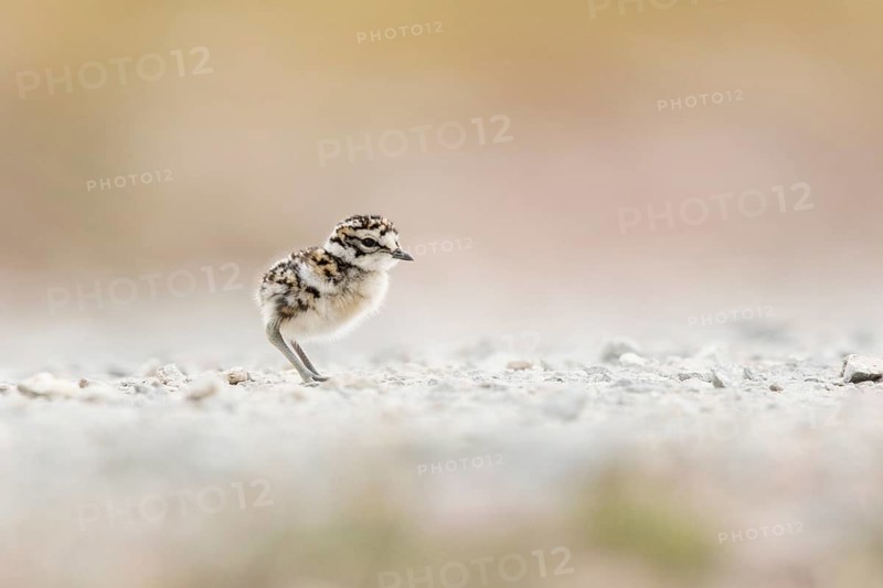 Eurasian Dotterel (Charadrius morinellus) chick, Norway