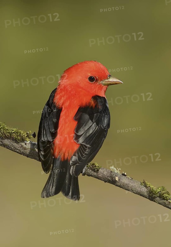 Scarlet Tanager (Piranga olivacea) male, Texas, USA