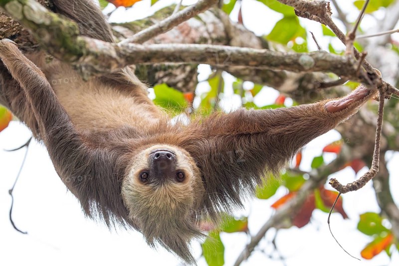 Male two toed sloth (Choloepus didactylus) hanging upside down and climbing on almond tree. Beach, Punta Uva, Limon, Caribbean, Costa Rica
