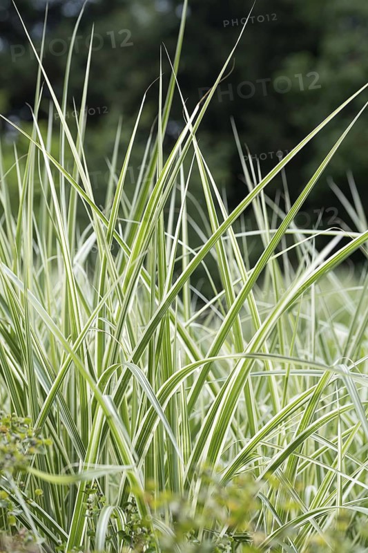 Chinese reed (Miscanthus sinensis 'Silberpfeil'), Weihenstephaner Gärten, Germany