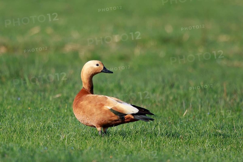 Ruddy Shelduck (Tadorna ferruginea), North Rhine-Westphalia, Germany