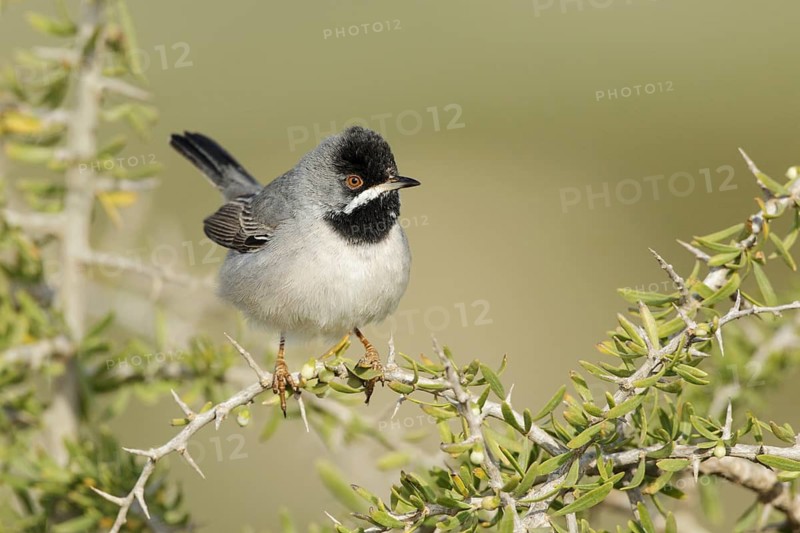 Rüppell's Warbler (Sylvia ruppeli) male, Cyprus