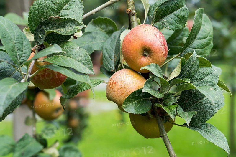 Hadelner Rotfranch, apple, old variety, Germany, Europe