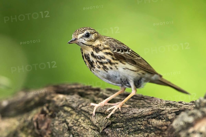 Tree Pipit (Anthus trivialis), Subotica, Serbia