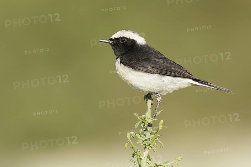 Cyprus Wheatear (Oenanthe cypriaca) male, Cyprus