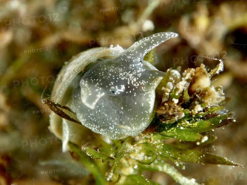 Egg-shaped mud snail (Radix balthica) crawls over algae in clear water. Dive site Pumpwerk Rüschlikon, Lake Zurich, Canton Zurich, Switzerland