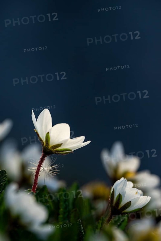 White dryad flower (Dryas octopetala) against a dark background, Lech, Lechquellengebirge, Vorarlberg, Austria