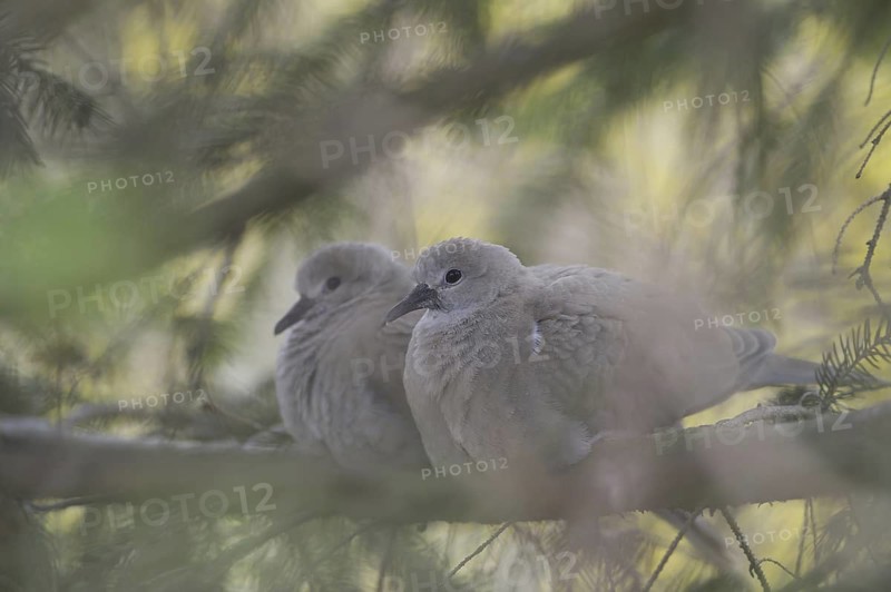 Eurasian Collared Dove (Streptopelia decaocto) juvenile, Saxony, Germany