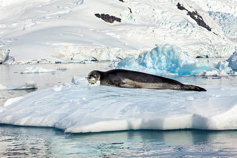A sea lion rests on an ice floe in front of snow-covered mountains and calm water, leopard seal (Hydrurga leptonyx) on an ice floe in the Antarctic