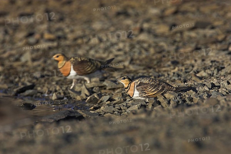 Pin-tailed Sandgrouse (Pterocles alchata), Extremadura, Spain