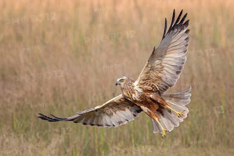 Western Marsh Harrier (Circus aeruginosus) male flying, Spain