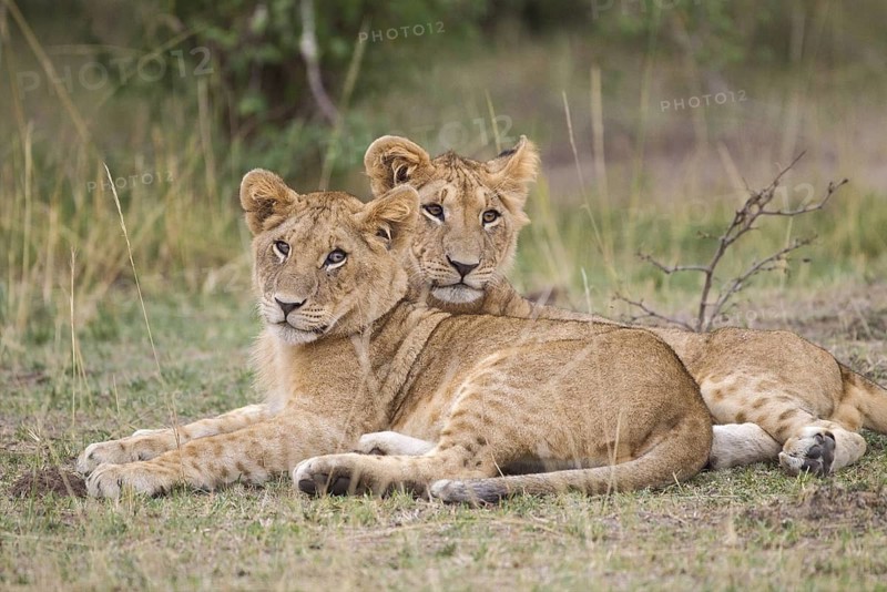 African Lion (Panthera leo) two cubs lying close together, Masai Mara, Kenya