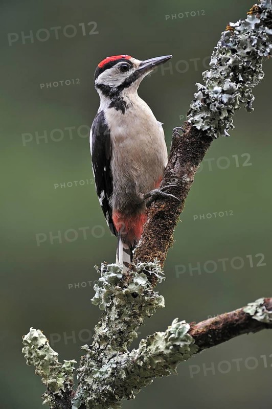 Great Spotted Woodpecker (Dendrocopos major), Greater Spotted Woodpecker juvenile perched on branch covered in lichen, Belgium