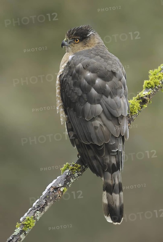 Cooper's Hawk (Accipiter cooperii), Canada