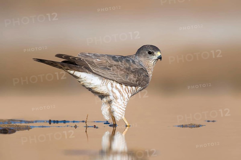 Levant Sparrowhawk (Accipiter brevipes) female, Eilat, Israel