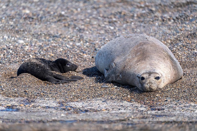 Southern elephant seal (Mirounga leonina), female with young on a pebble beach, Península Valdés, Chubut province, Argentina