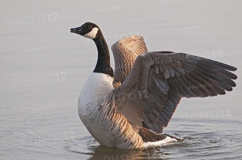 Canada Goose (Branta canadensis), Wales, United Kingdom