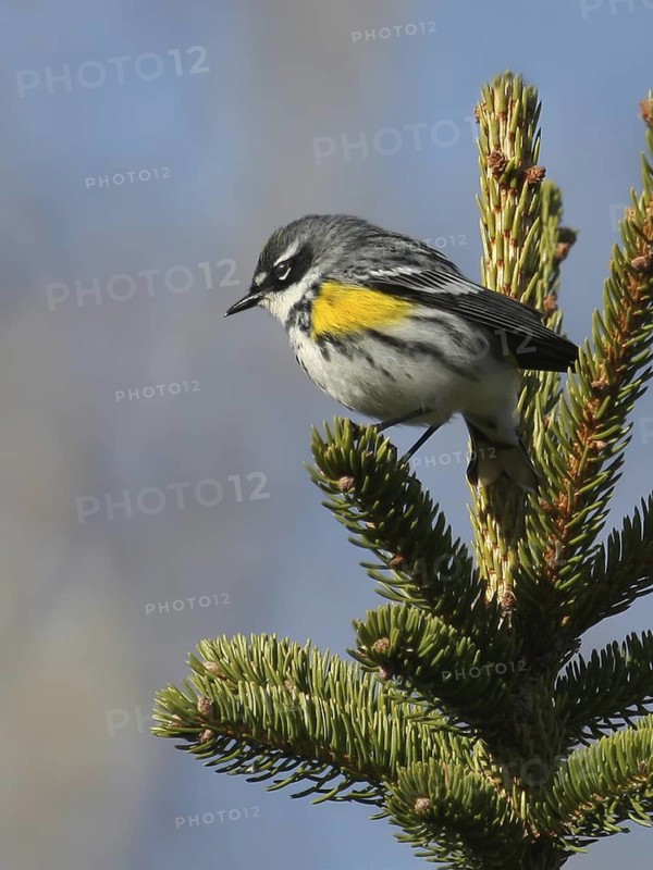 Myrtle Warbler (Setophaga coronata coronata), Saskatchewan, Canada