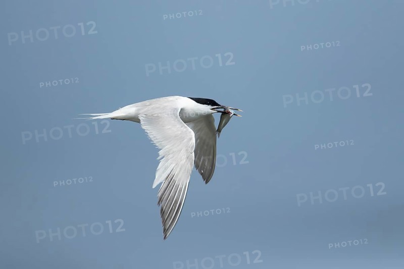 Sandwich tern (Thalasseus sandvicensis) adult bird in flight with a fish in its beak in summer, Norfolk, England, United Kingdom