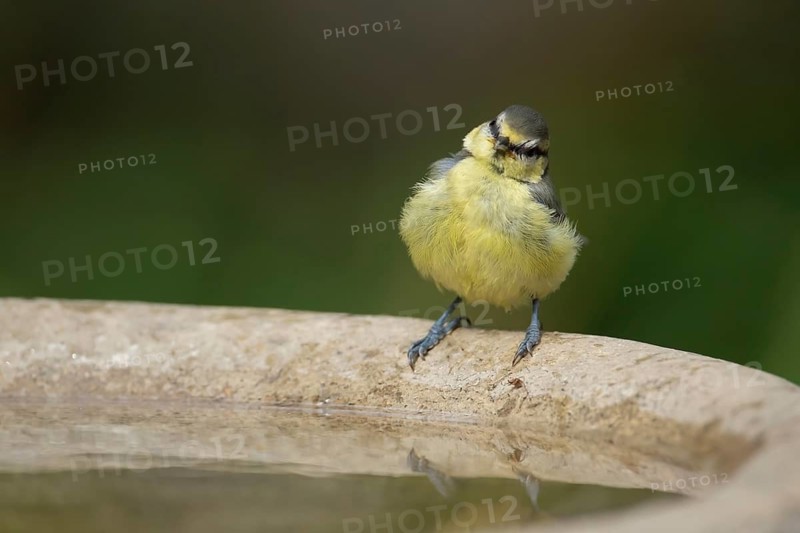 Blue tit (Cyanistes caeruleus) adult garden bird on a bird bath in summer, Suffolk, England, United Kingdom