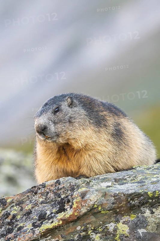 Alpine marmot (Marmota marmota) in autumn, Grossglockner, High Tauern National Park, Austria
