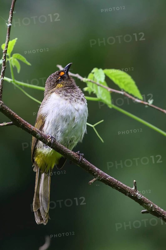 Orange-spotted Bulbul (Pycnonotus bimaculatus) male, Java, Indonesia