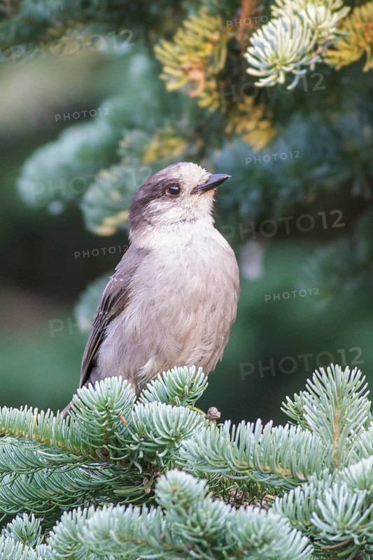 Gray Jay (Perisoreus canadensis) perched on a branch in British Columbia, Canada